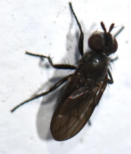 Phorbia sp.
